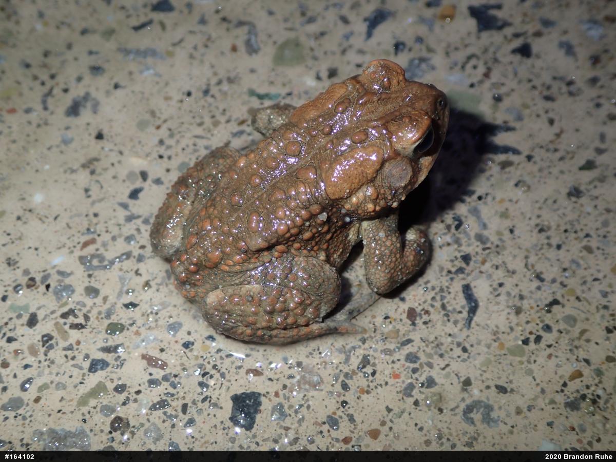 Eastern American Toad