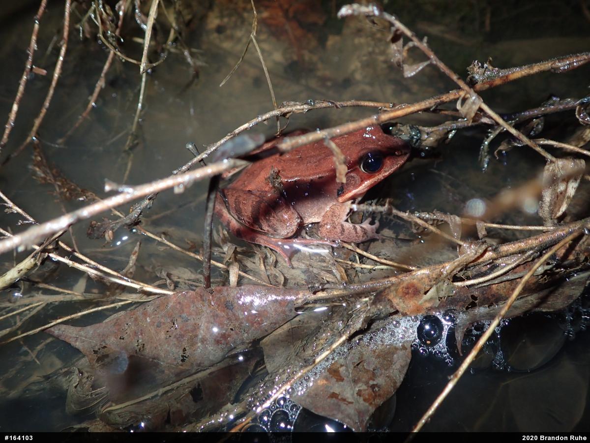Wood Frog