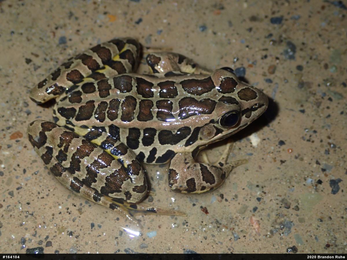 Pickerel Frog