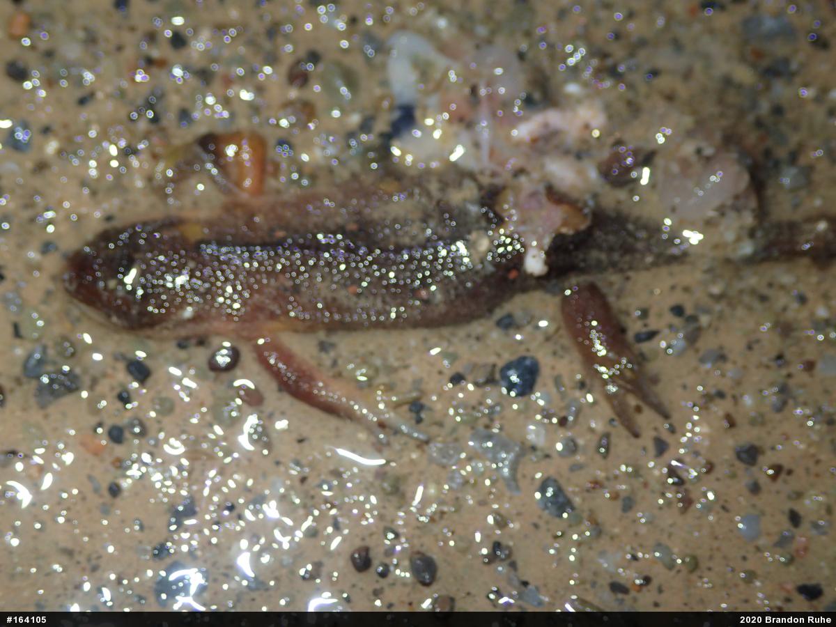Red-spotted Newt