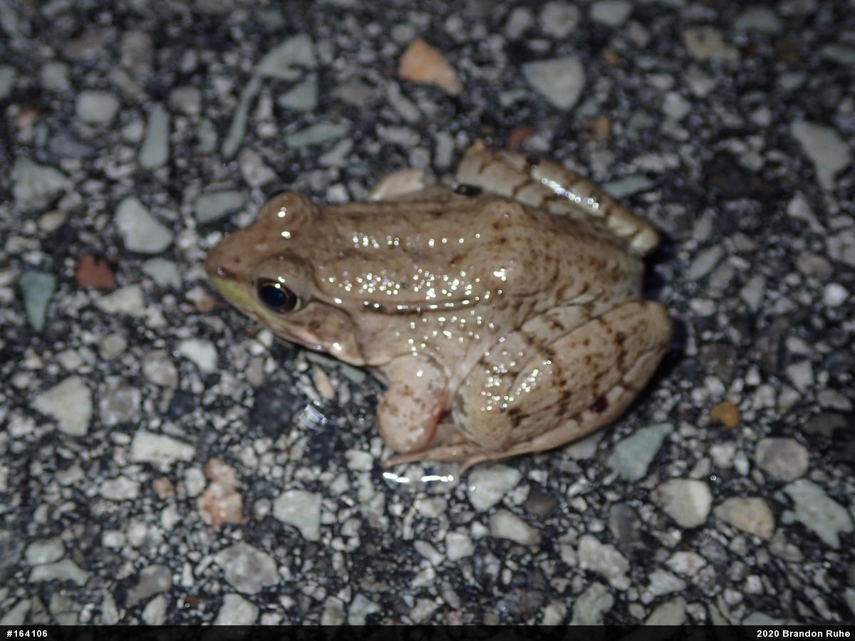 Green Frog
