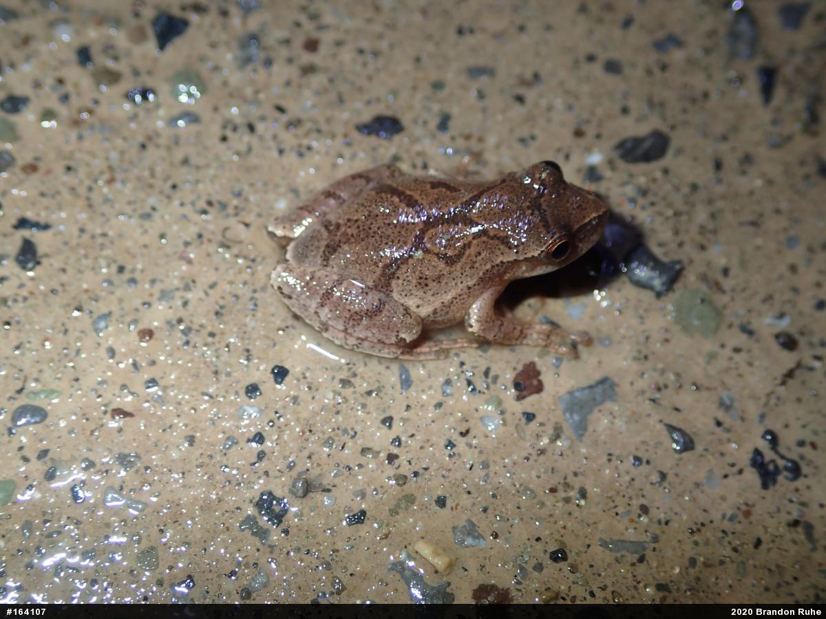 Spring Peeper