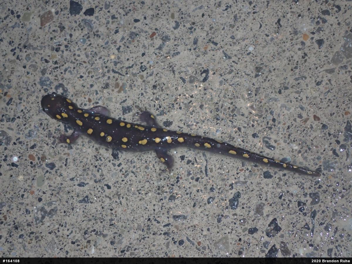 Spotted Salamander
