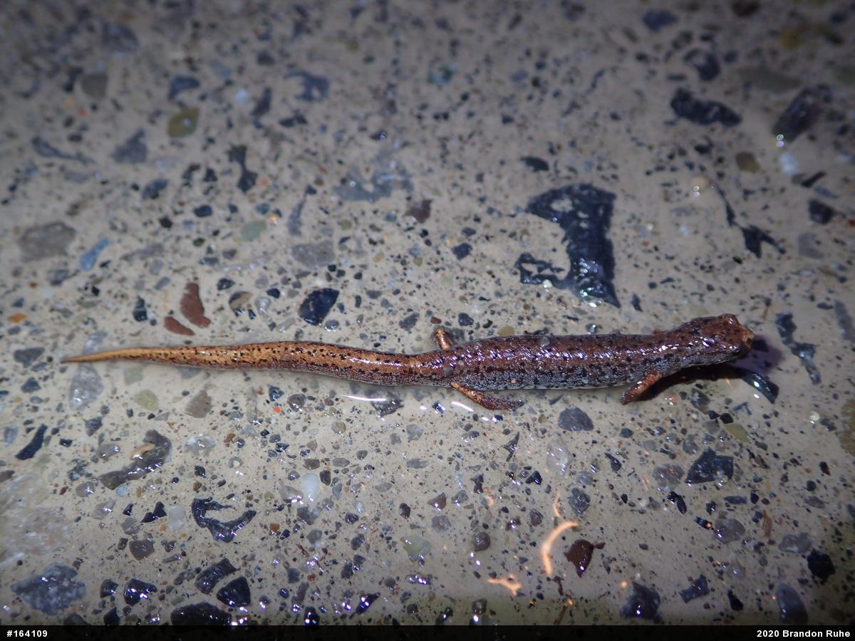 Four-toed Salamander
