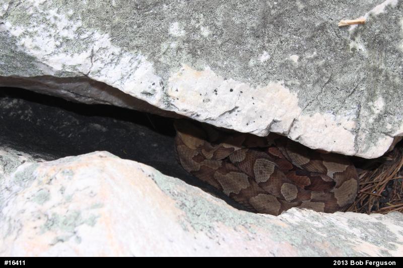 Northern Copperhead