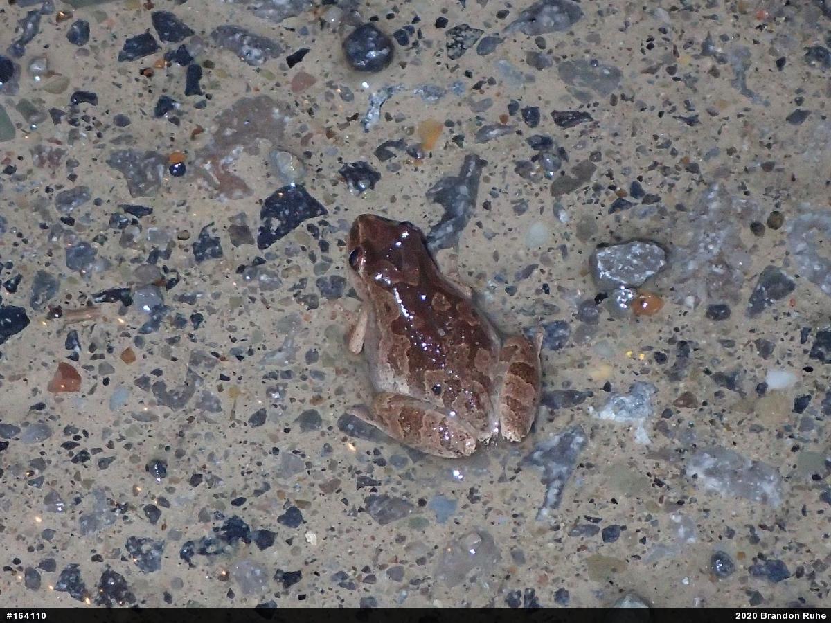 Spring Peeper
