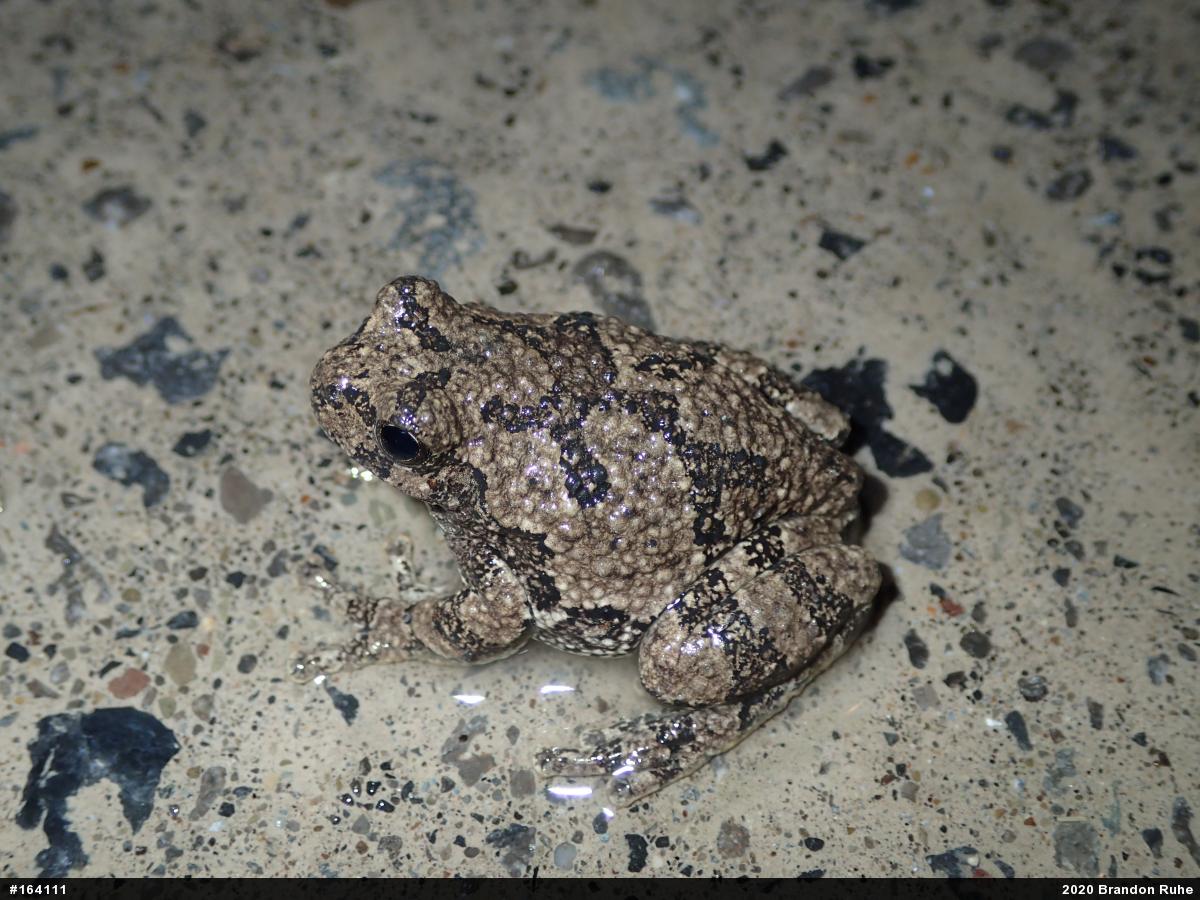 Unknown Gray Treefrog