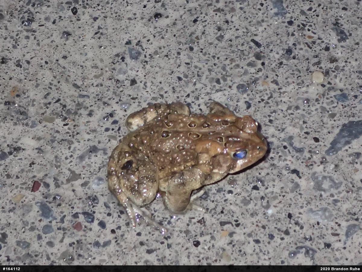 Eastern American Toad