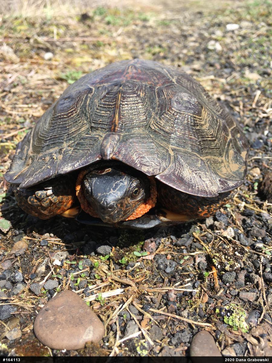 Wood Turtle