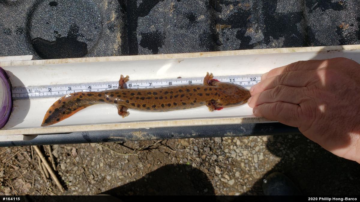 Common Mudpuppy