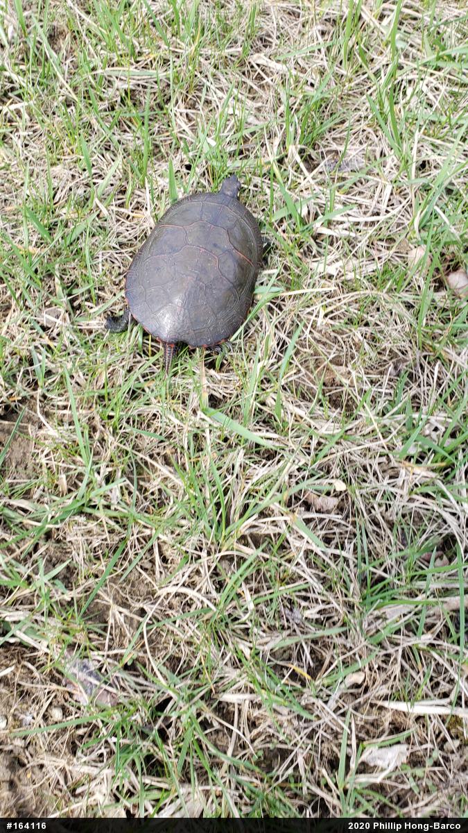Midland Painted Turtle