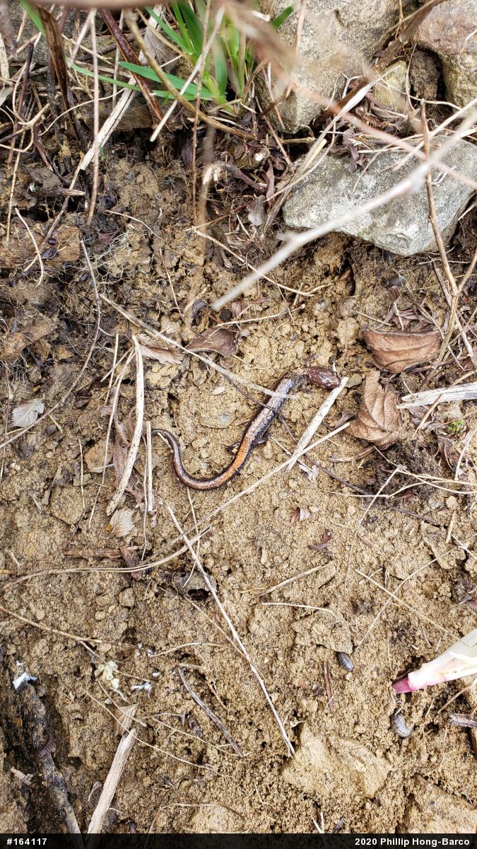 Eastern Red-backed  Salamander