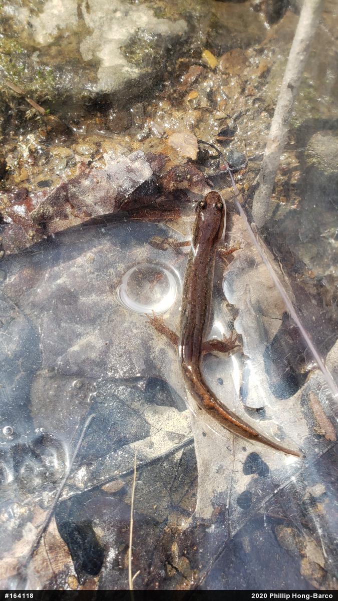 Northern Dusky Salamander