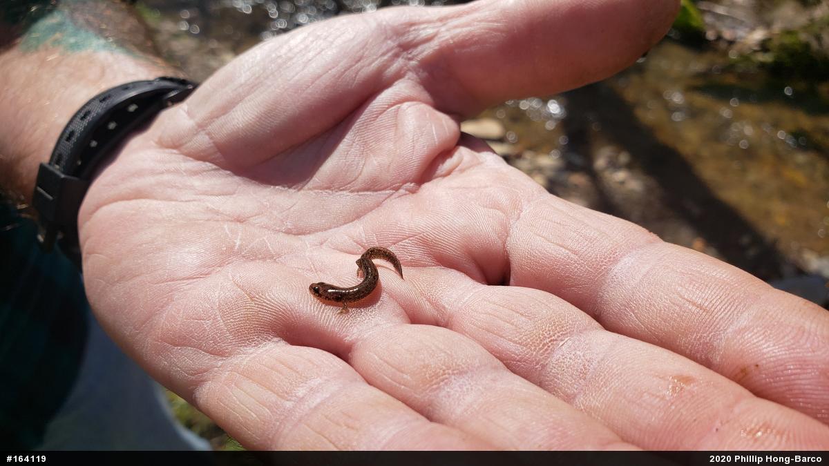 Northern Two-lined Salamander