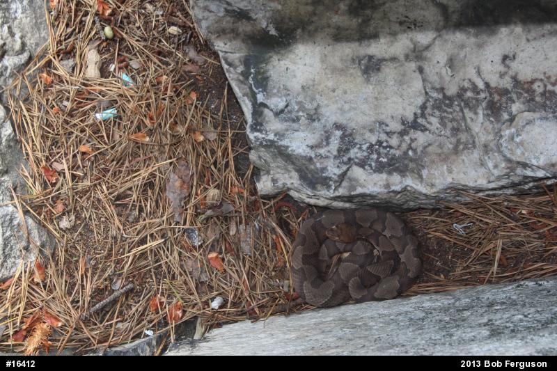 Northern Copperhead