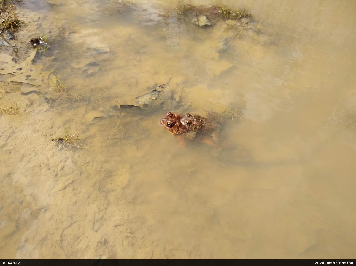 Eastern American Toad