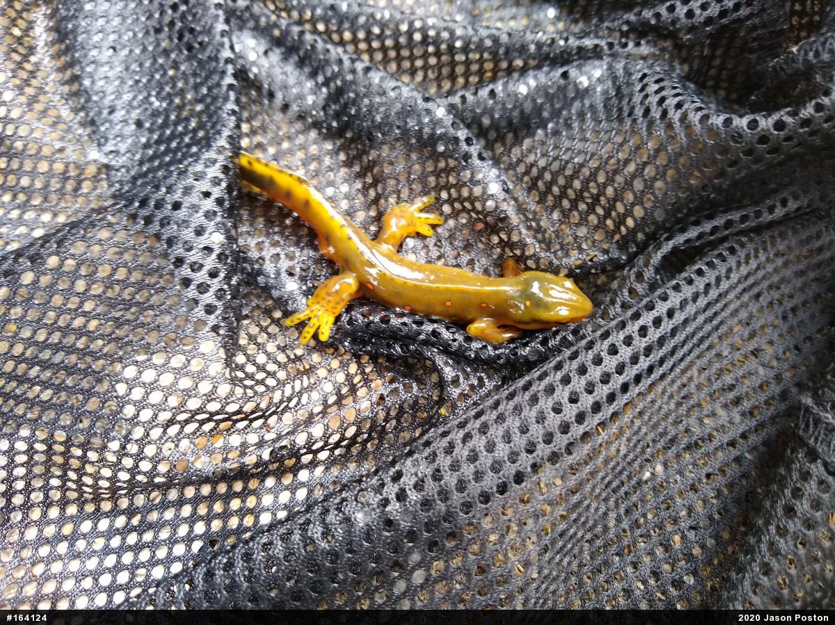 Red-spotted Newt