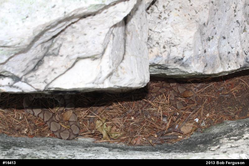 Northern Copperhead