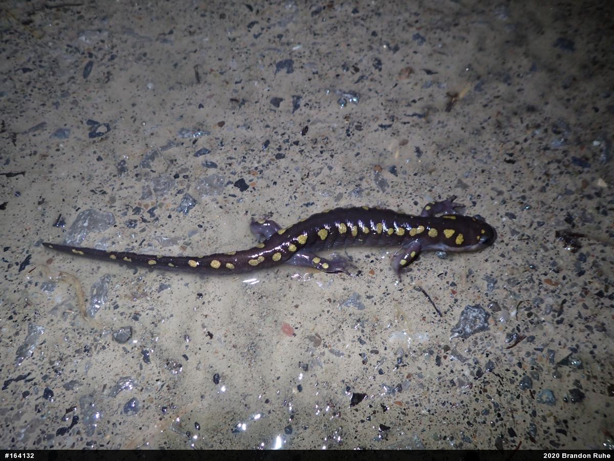 Spotted Salamander