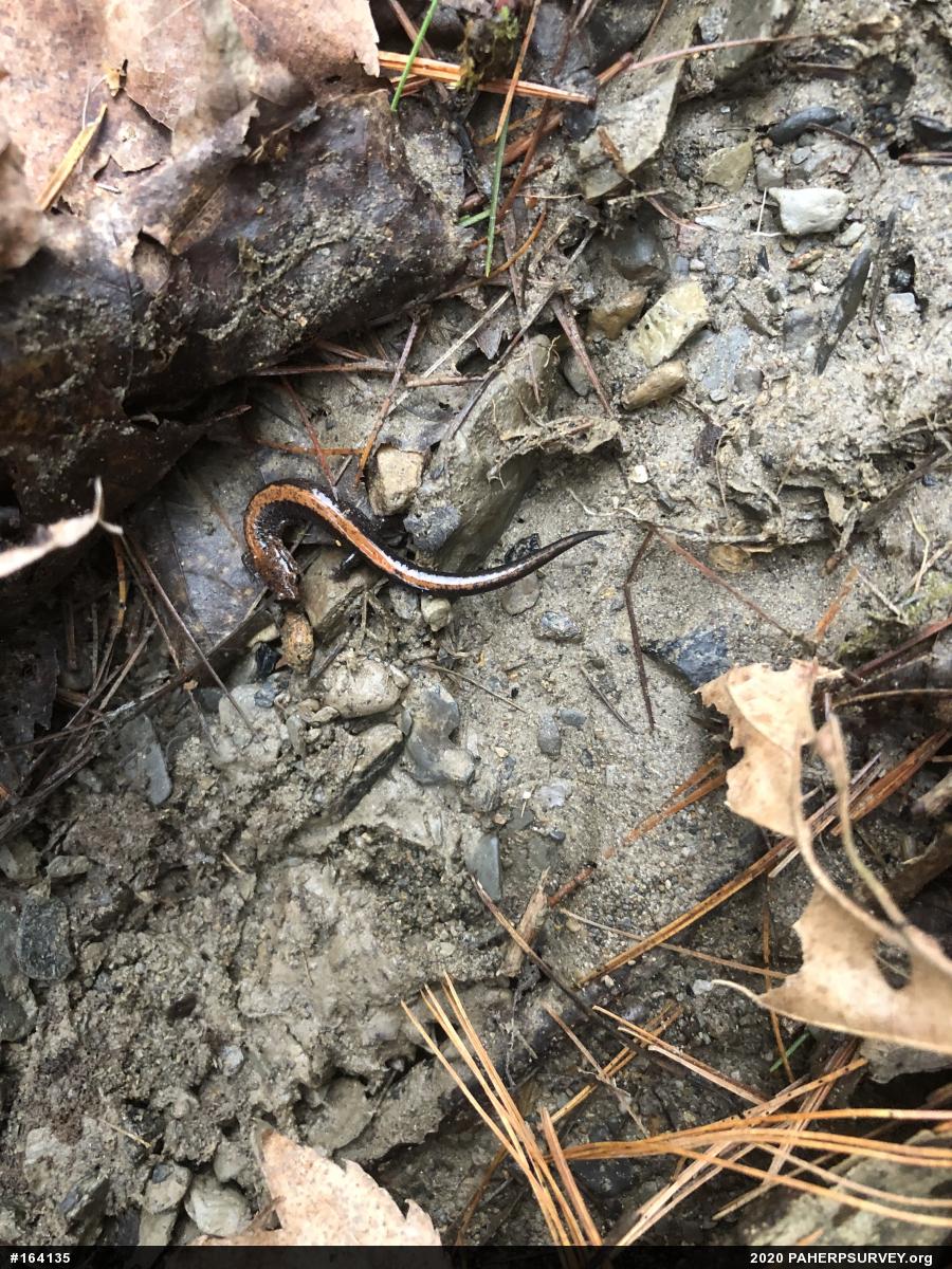 Eastern Red-backed  Salamander