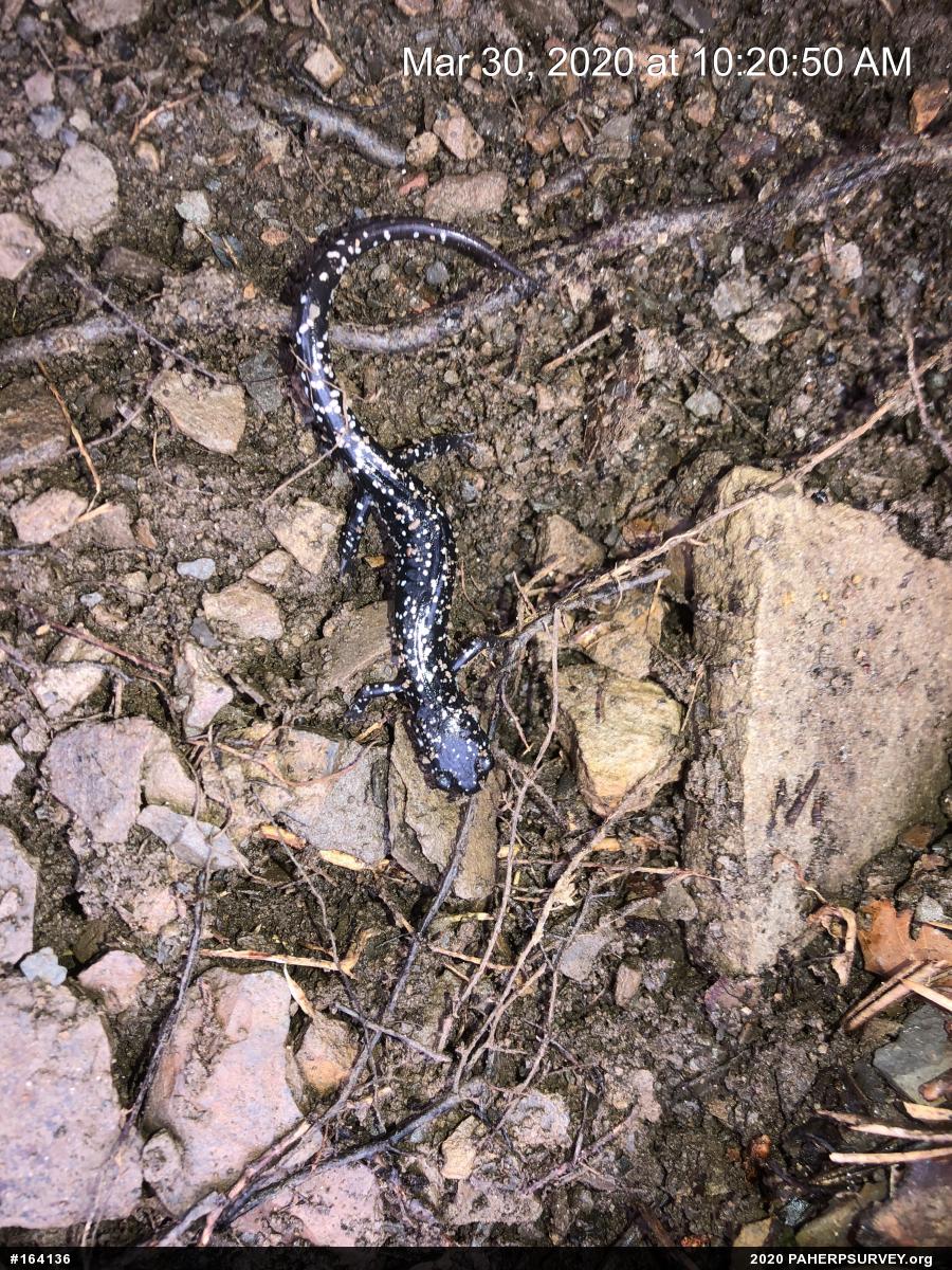 Northern Slimy Salamander