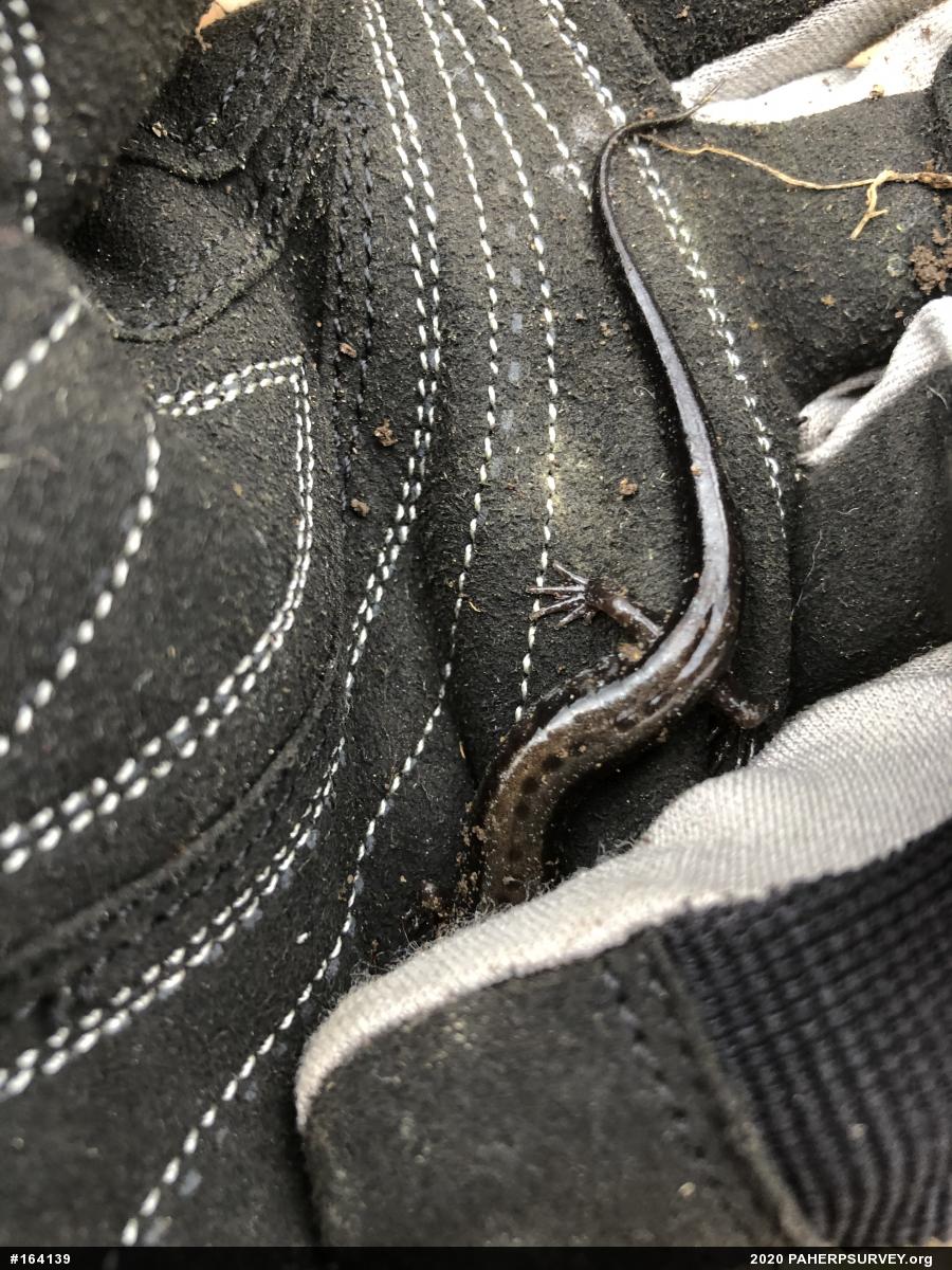 Allegheny Mountain Dusky Salamander