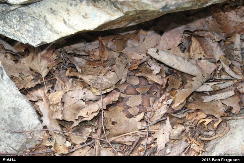 Northern Copperhead
