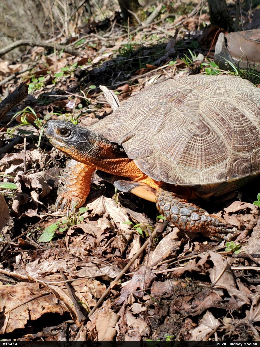 Wood Turtle
