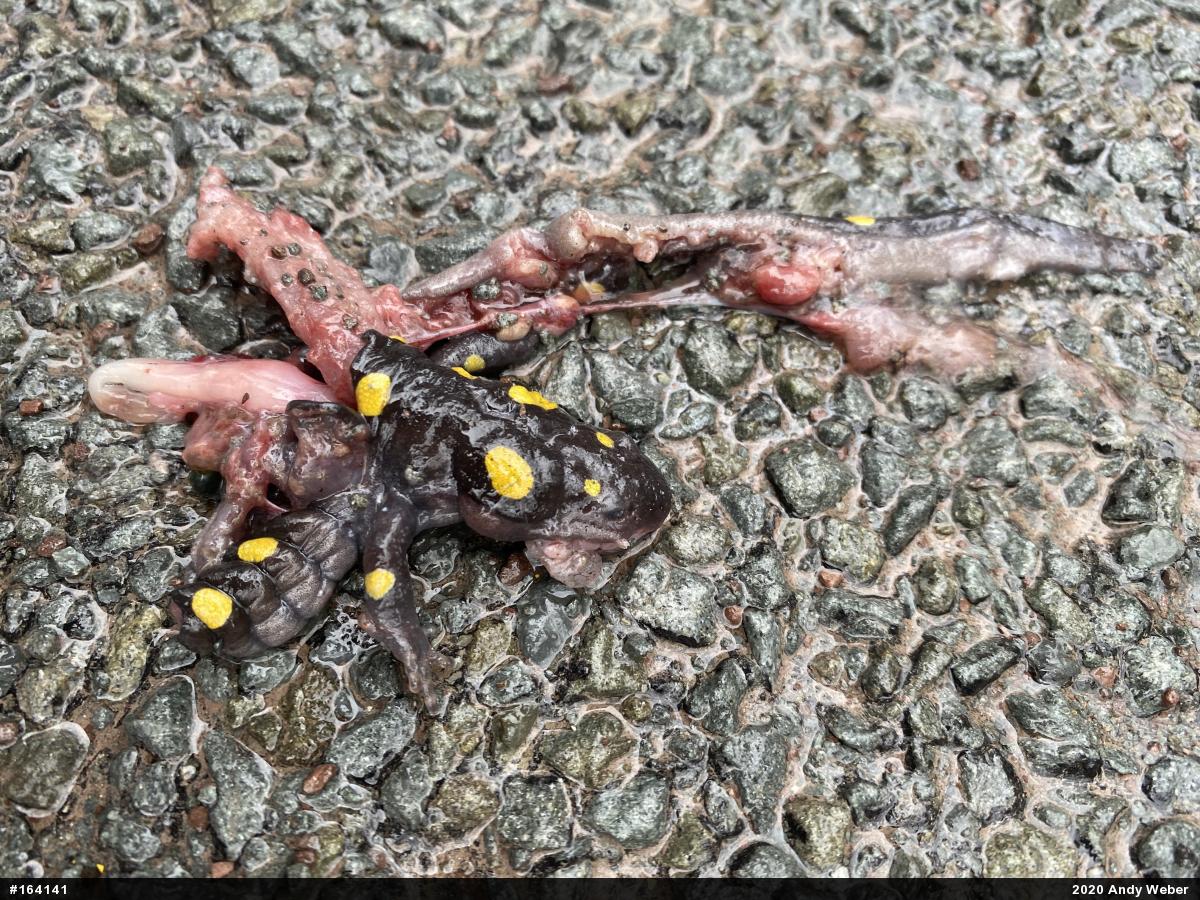 Spotted Salamander