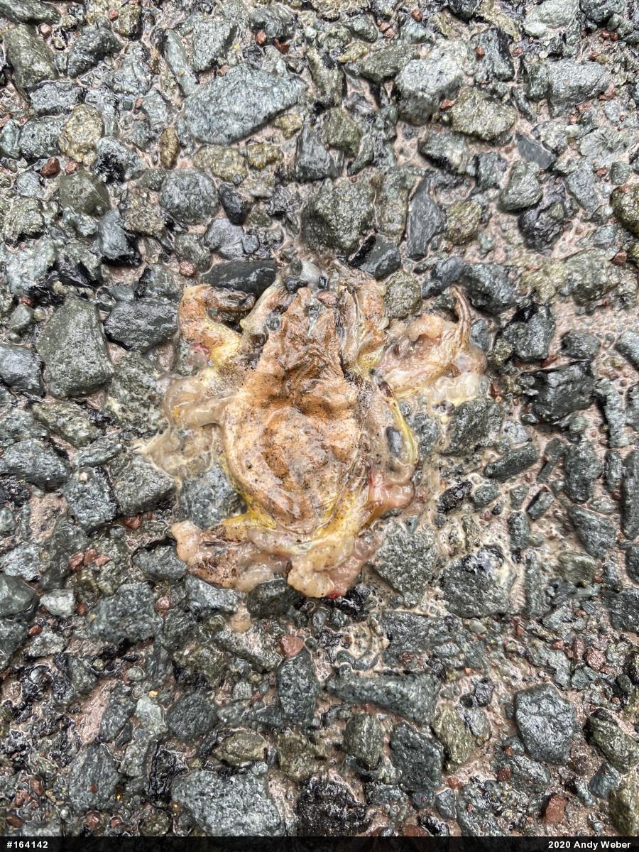 Spring Peeper