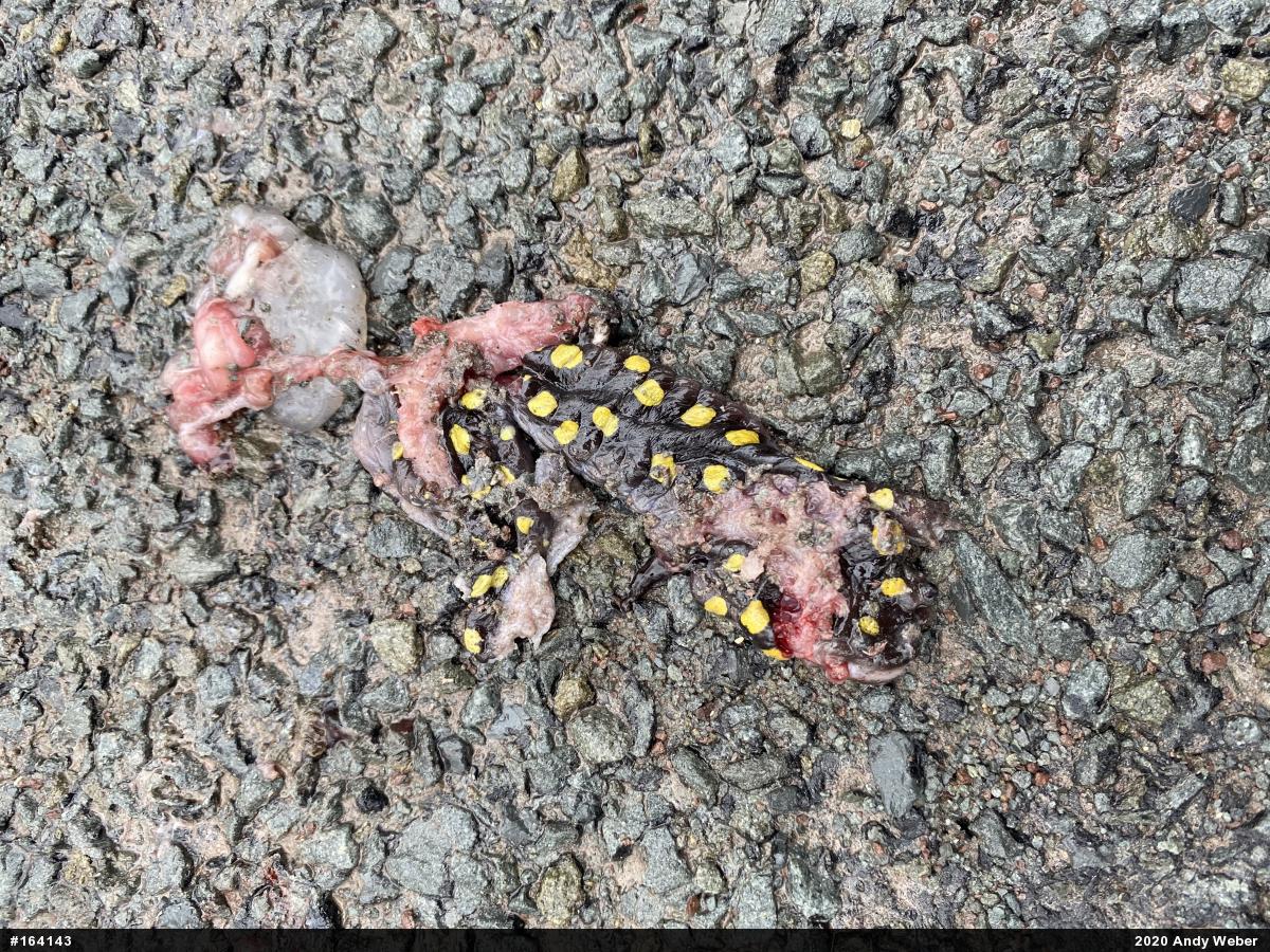 Spotted Salamander