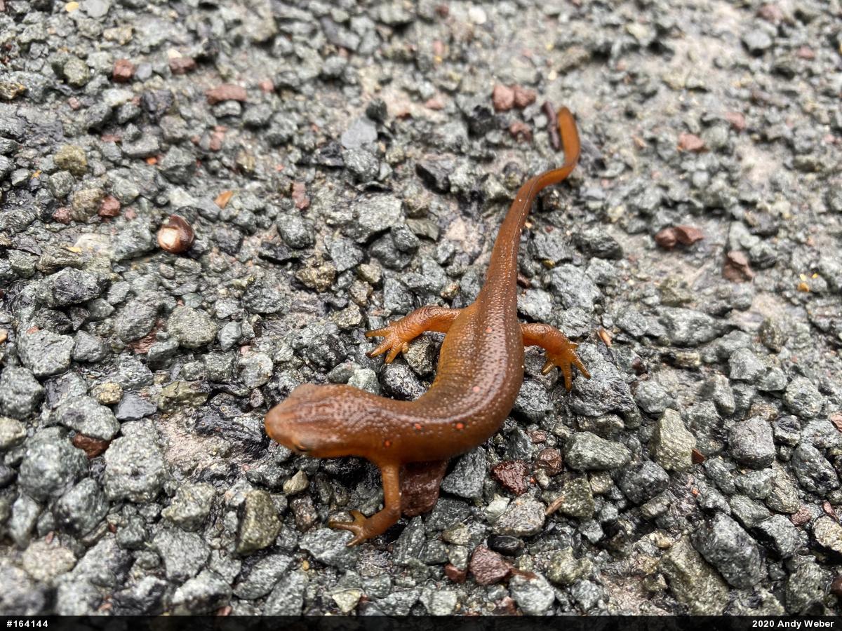 Red-spotted Newt