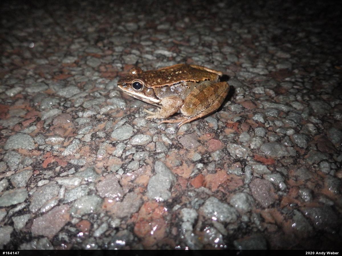 Wood Frog