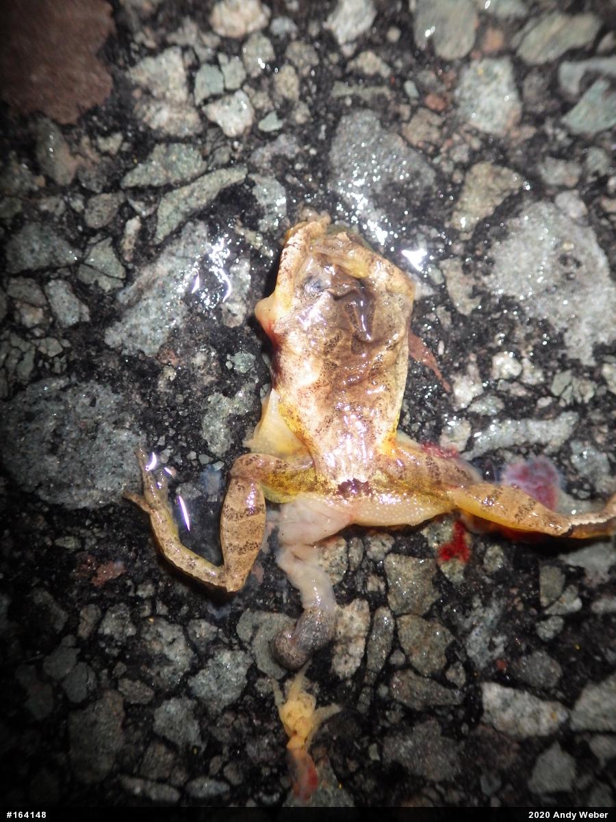 Spring Peeper