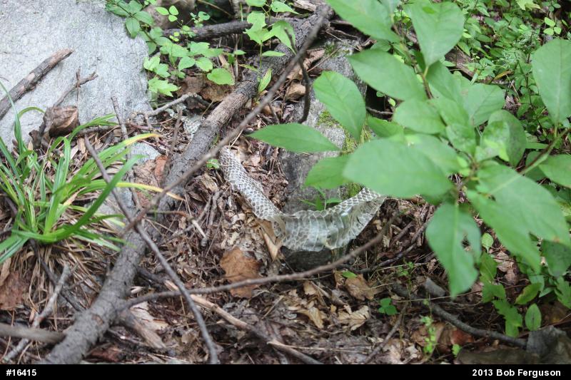 Northern Black Racer