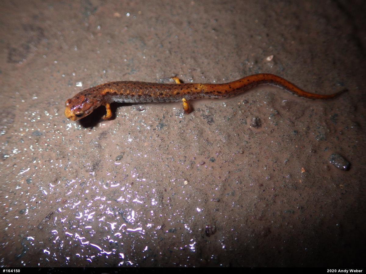 Four-toed Salamander