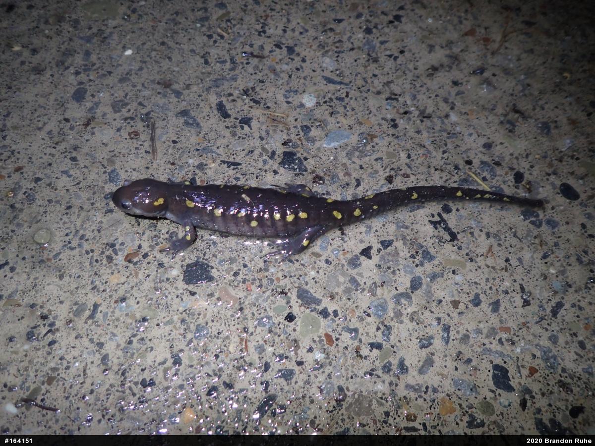 Spotted Salamander