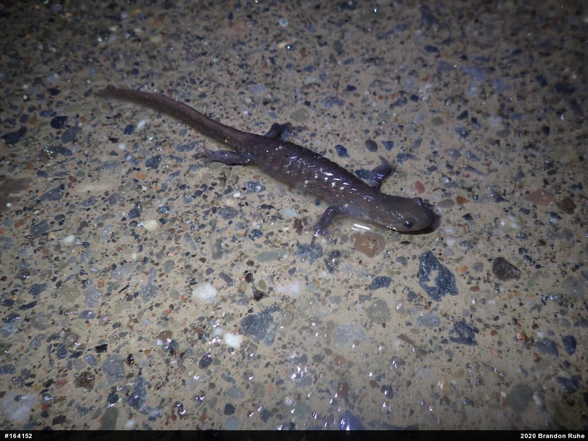 Jefferson Salamander