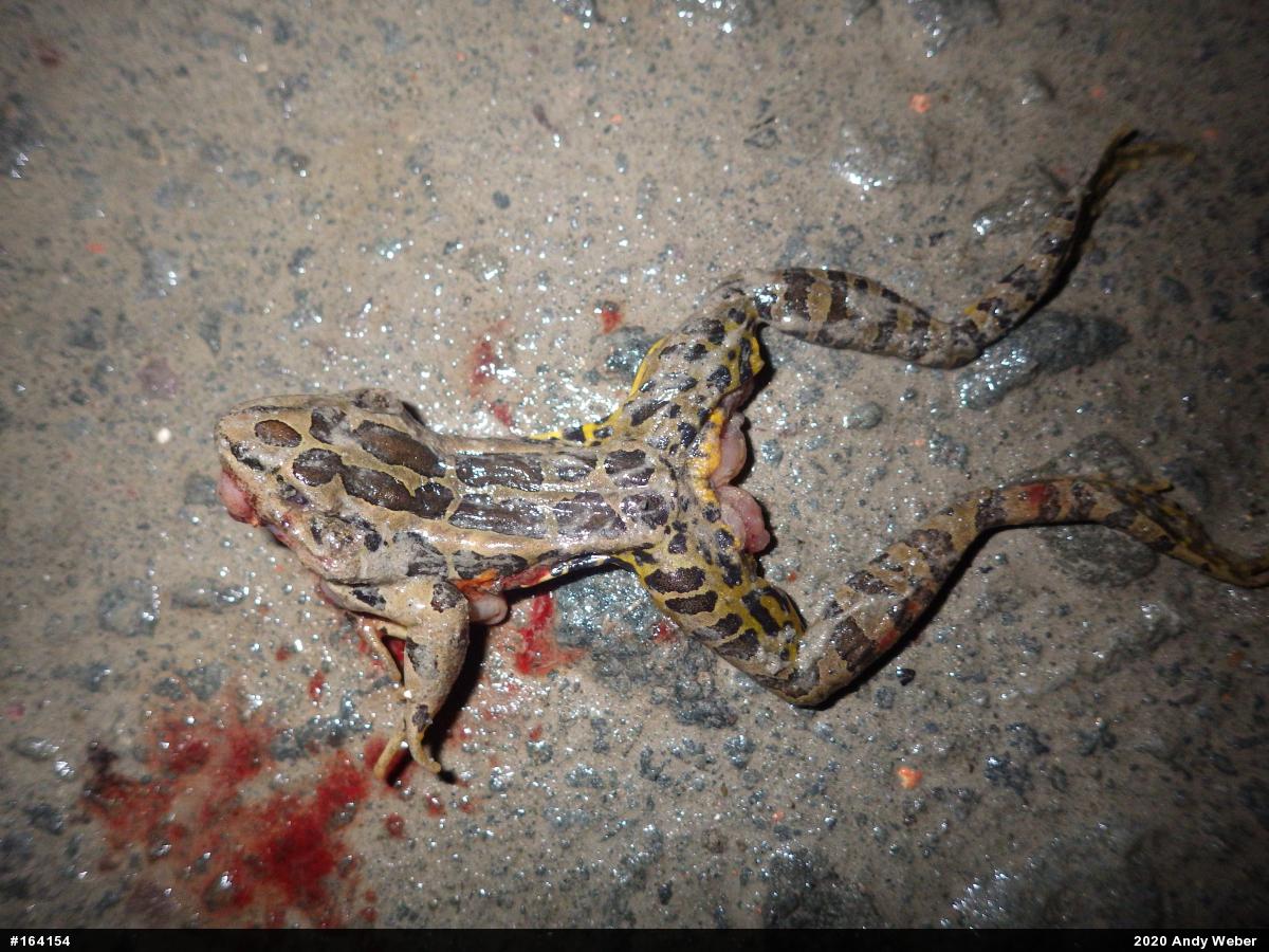 Pickerel Frog