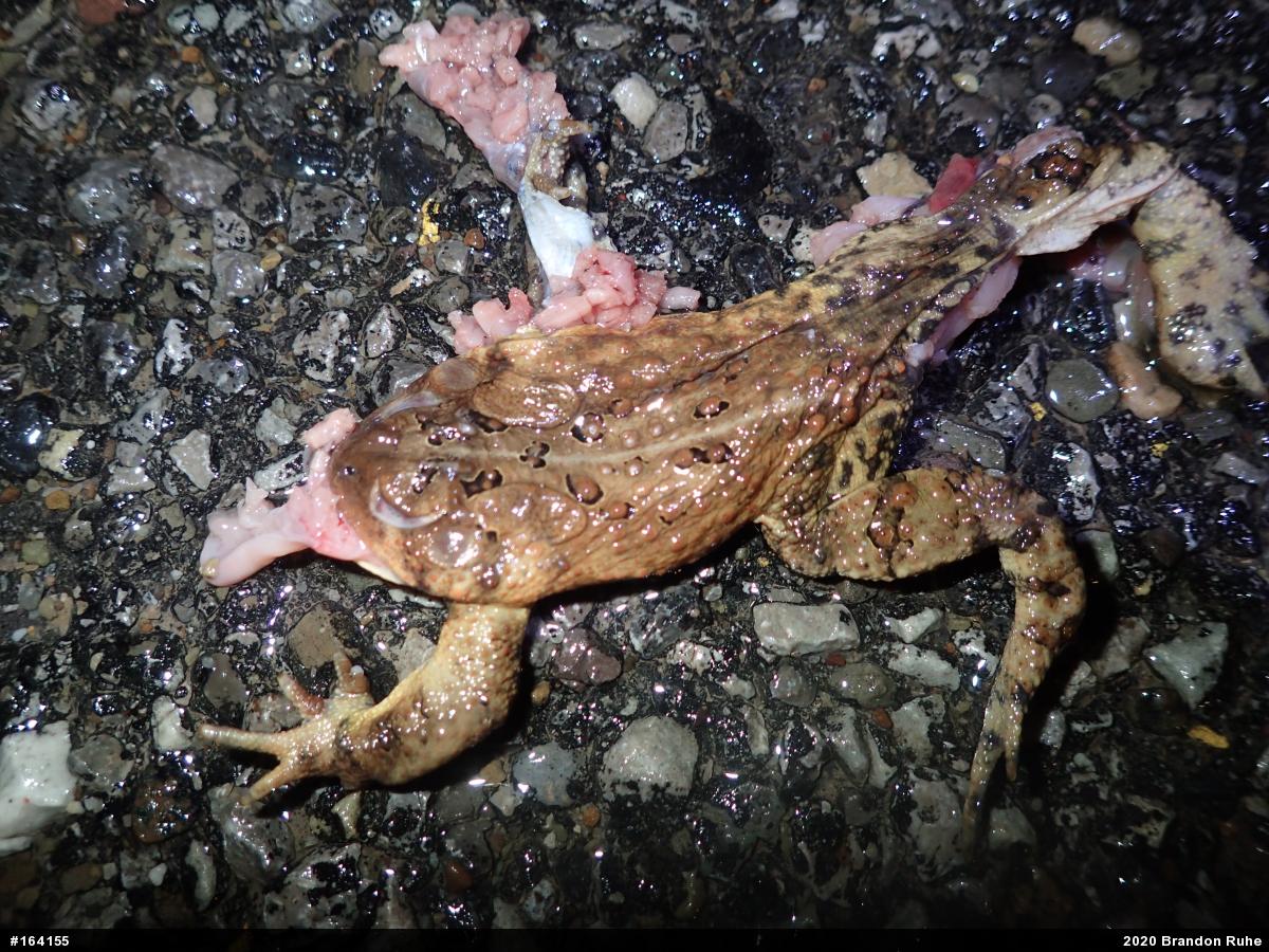 Eastern American Toad