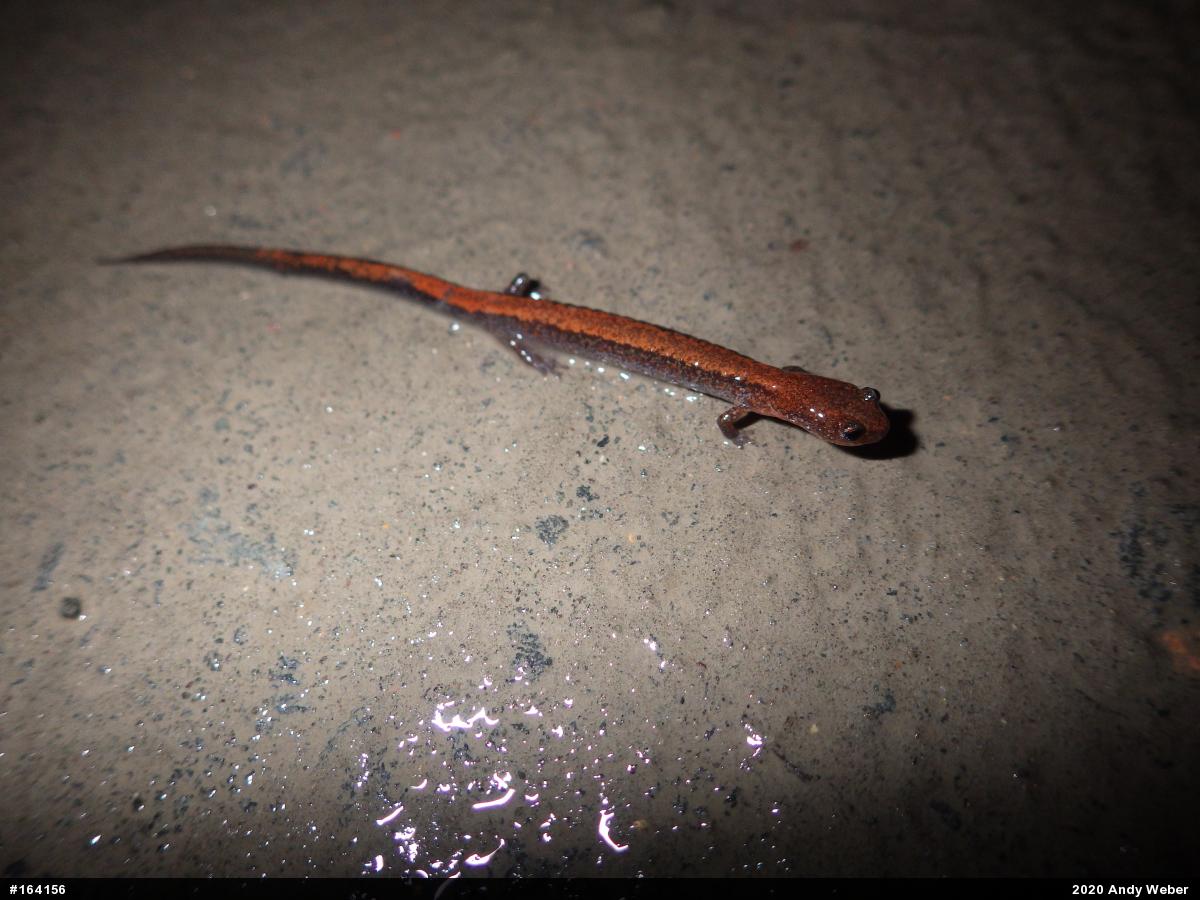 Eastern Red-backed  Salamander