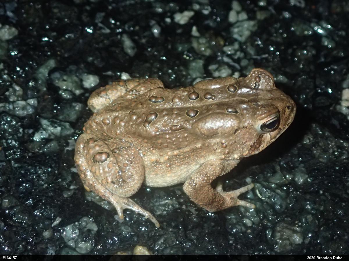 Eastern American Toad