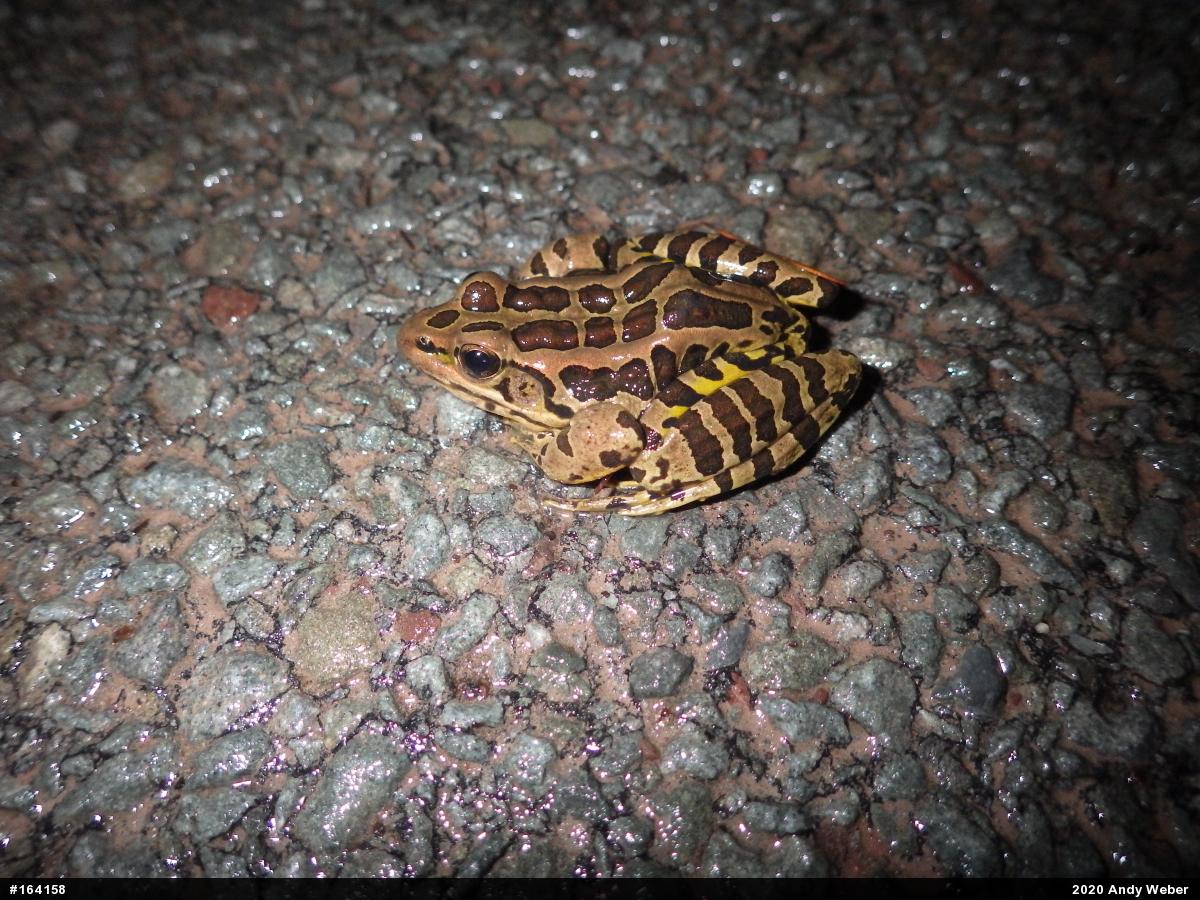 Pickerel Frog
