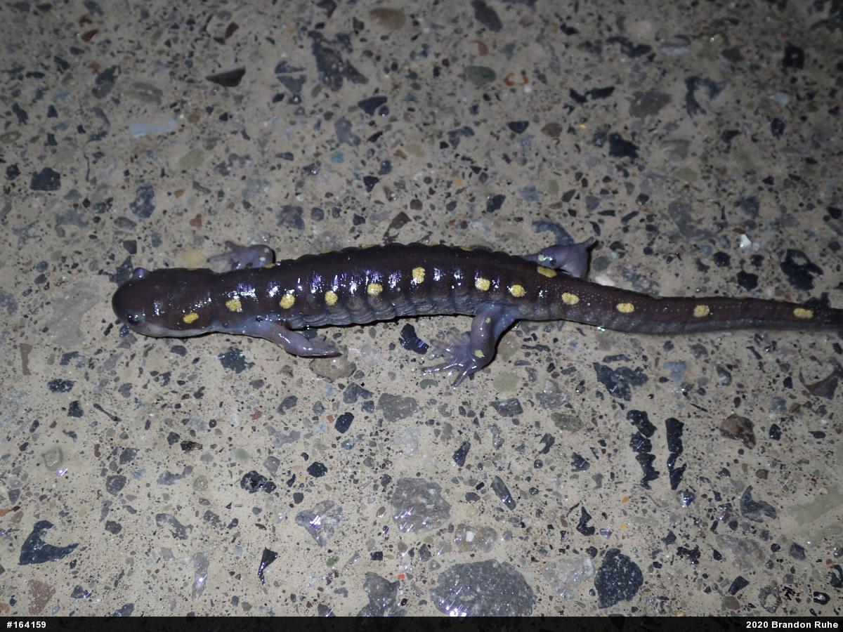 Spotted Salamander