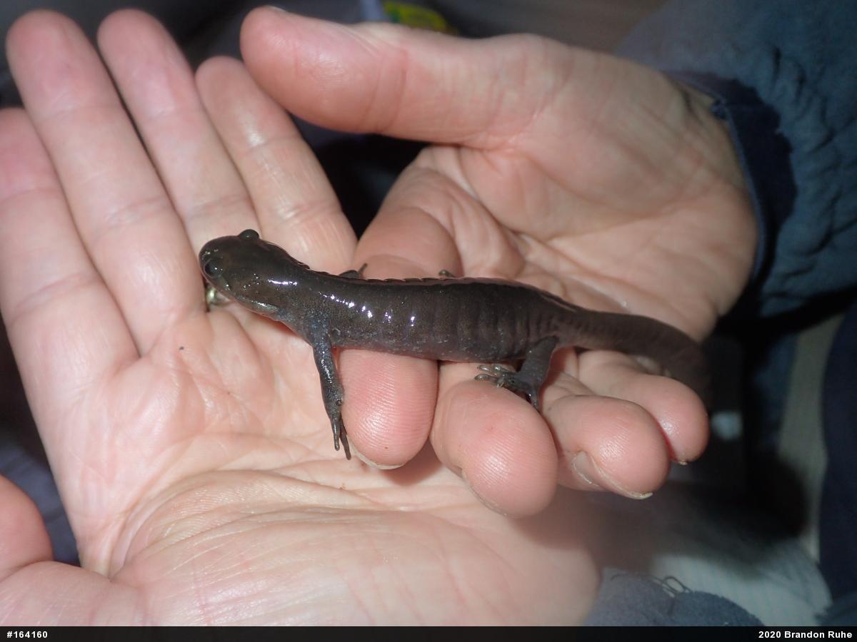 Jefferson Salamander