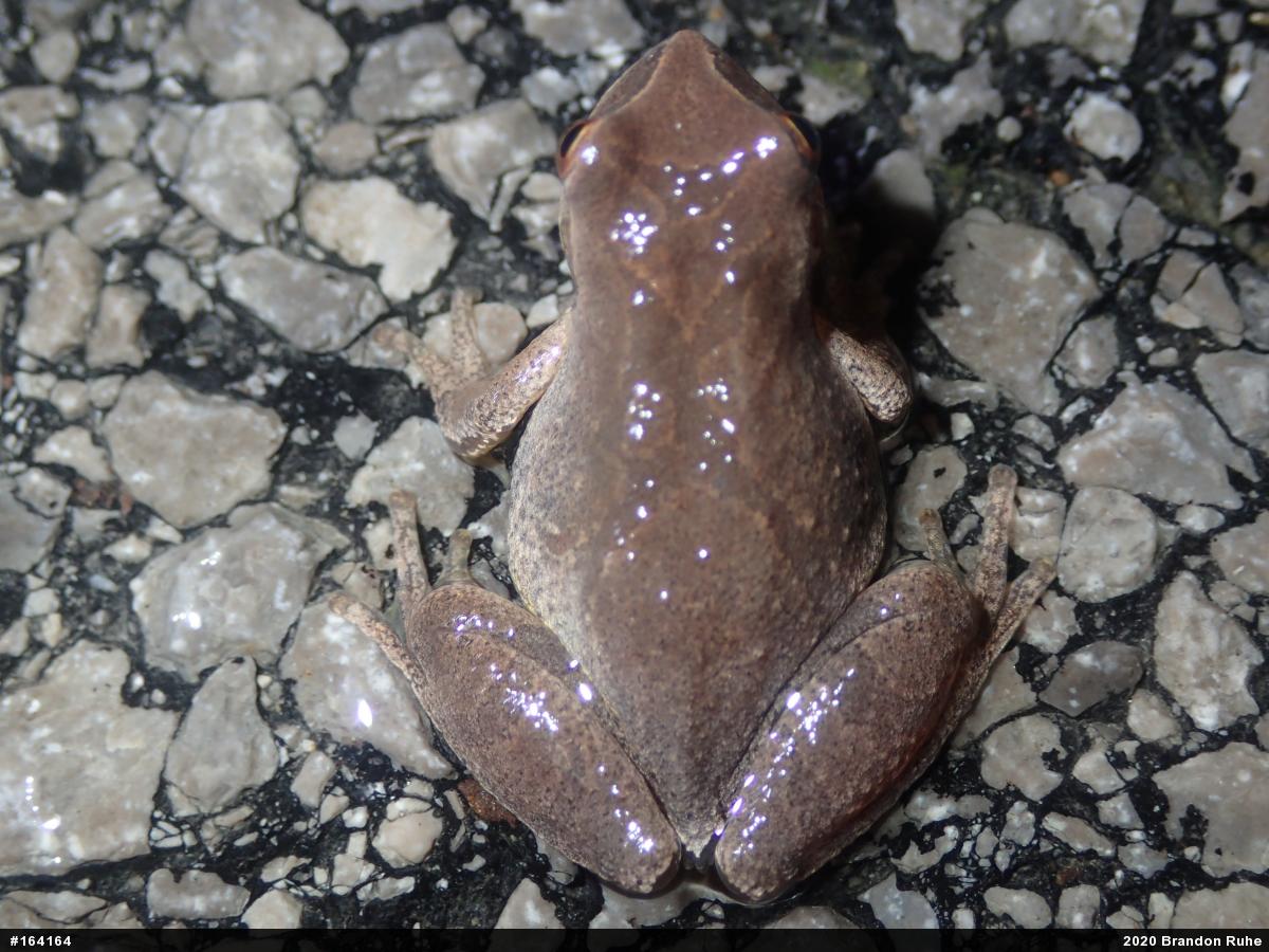 Spring Peeper
