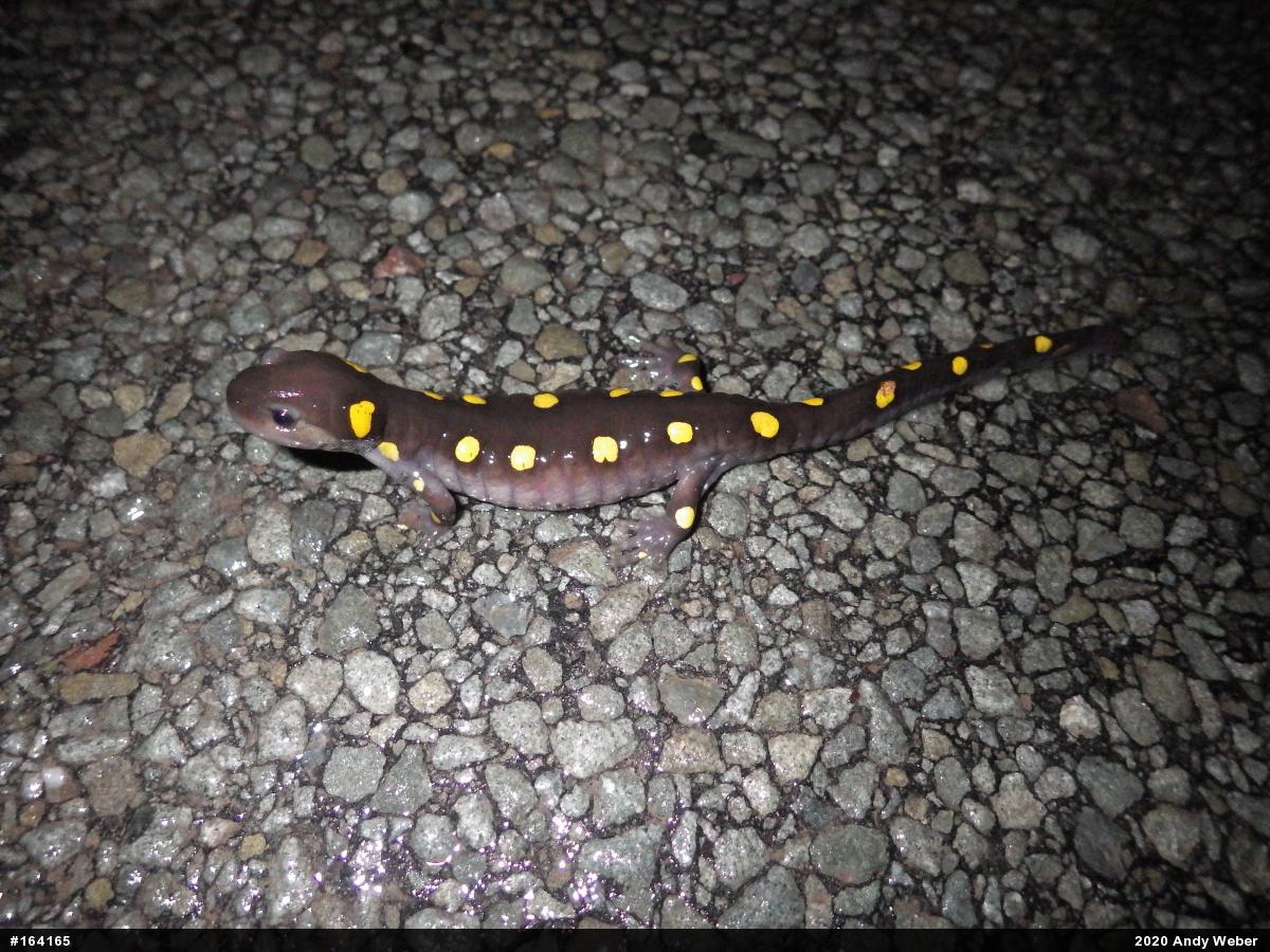 Spotted Salamander