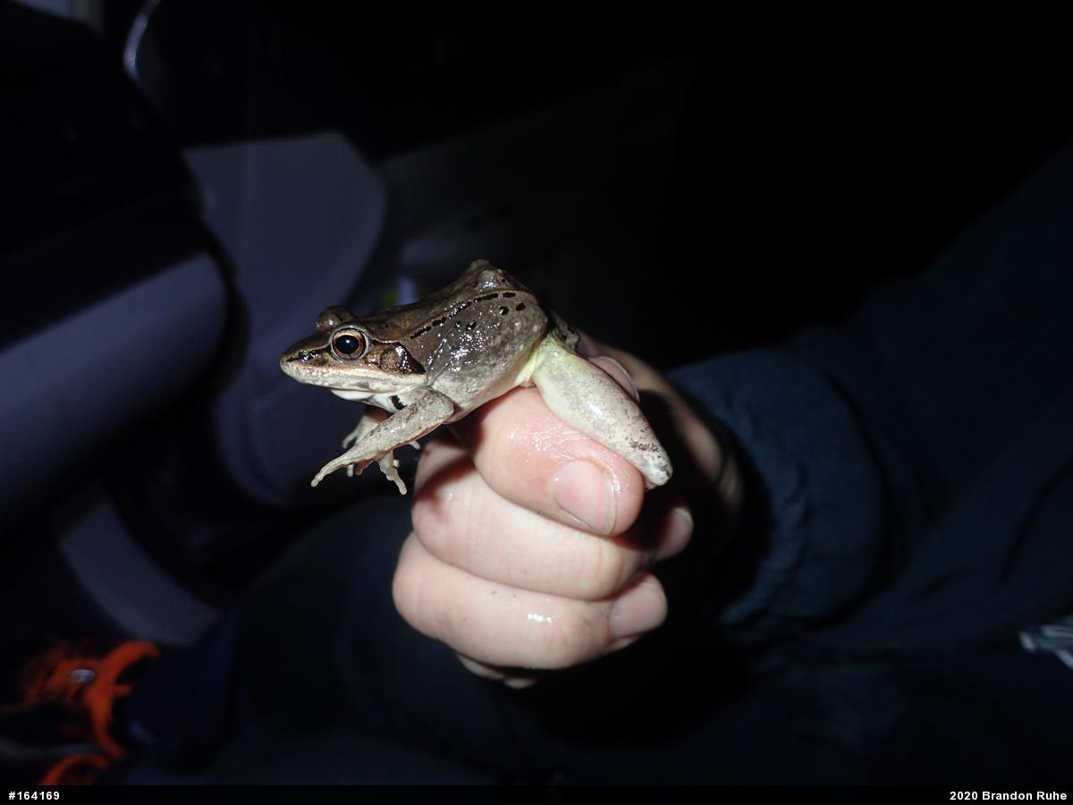 Wood Frog