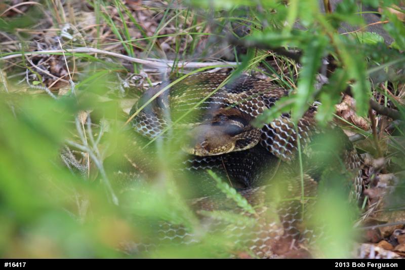 Timber Rattlesnake