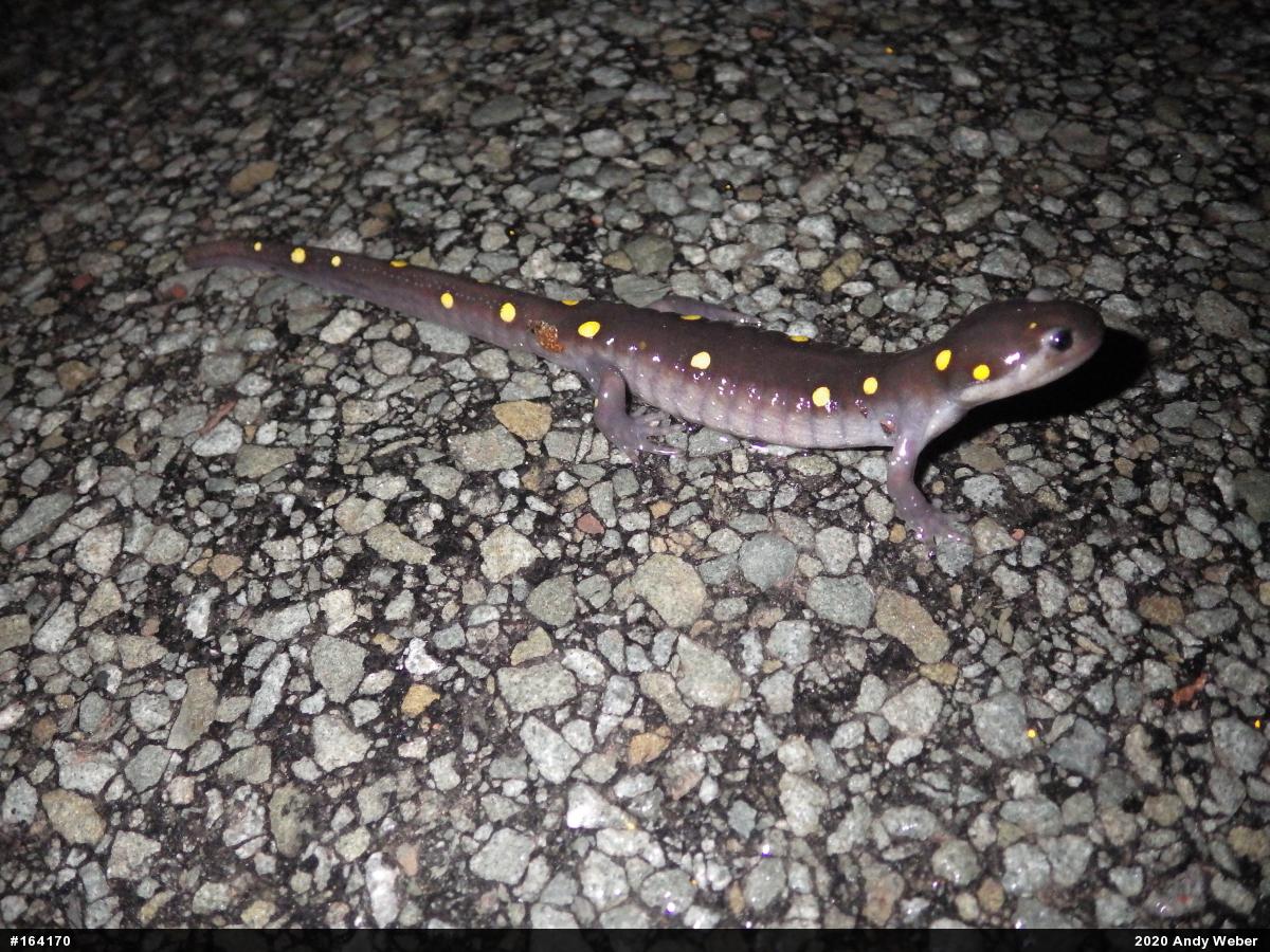 Spotted Salamander